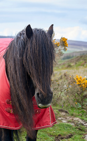 Highland Pony