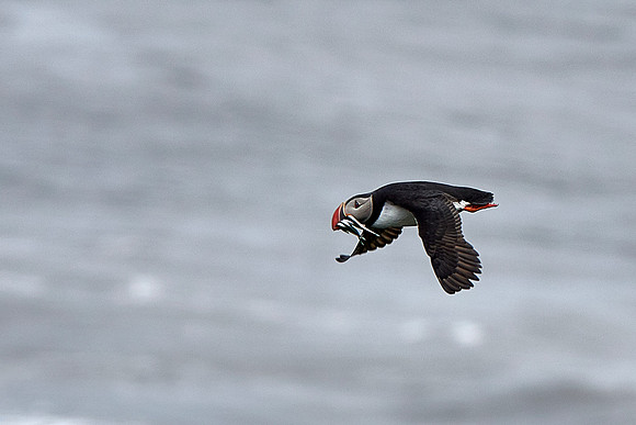 Grubhub, Puffin Style!