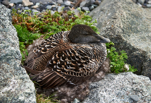 Mama Eider