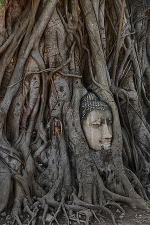 Root Embrace