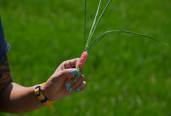 Snail Eggs on Rice Stalk
