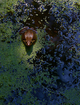 Portrait of a Frog