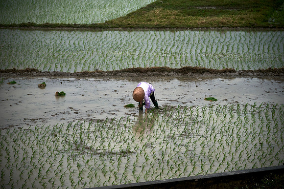 Planting Rice