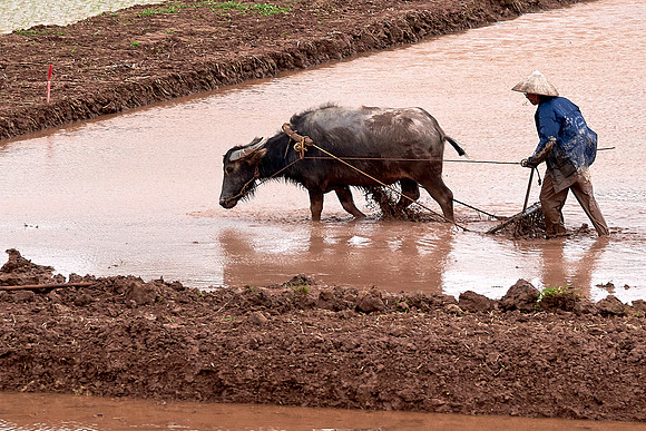 Preparing the Paddy