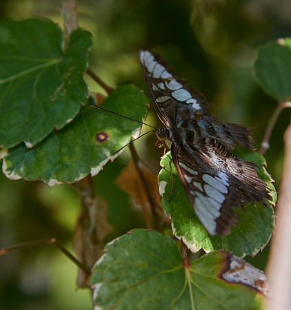 Emerald Proboscis
