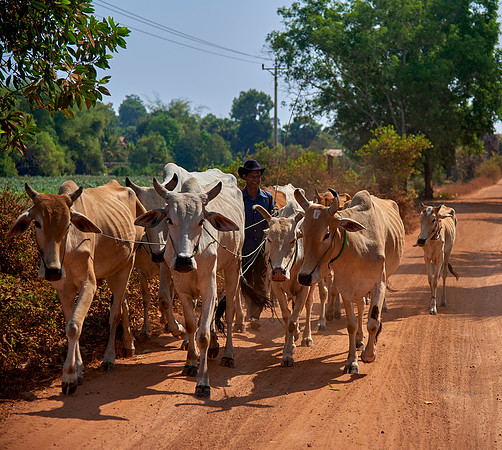 Cambodian Cowboy