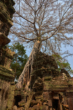 Ta Prohm, Another View