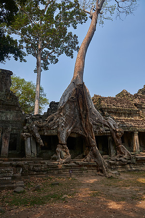 Trees of Preah Khan