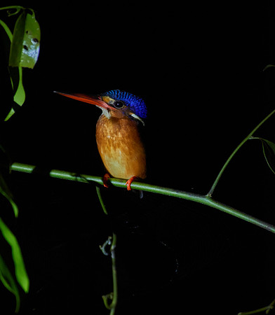 Nighttime Showoff