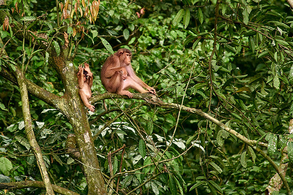 Macaque & a Half