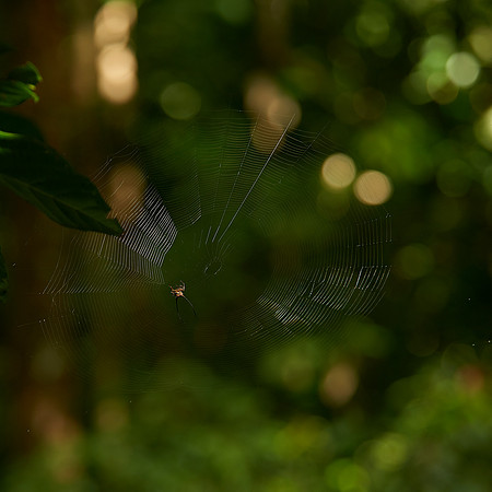 Spiny Spidey