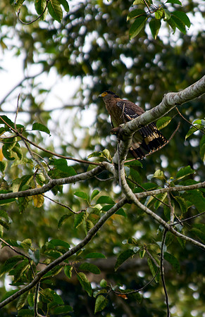 14 Borneo Website