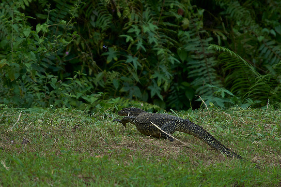 Monitor Lizard