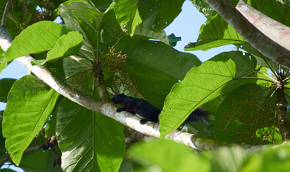 Prevost's Squirrel