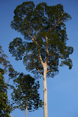 Honey Bee Tree