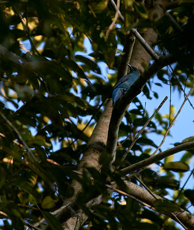 Asian Fairy Bluebird
