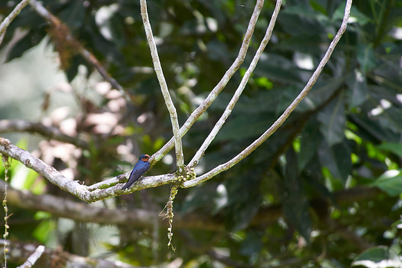 Barn Swallow