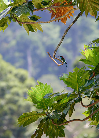 Blue Throat
