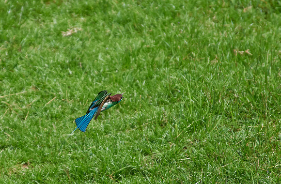 In Flight