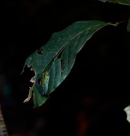 Jade Tree Frog