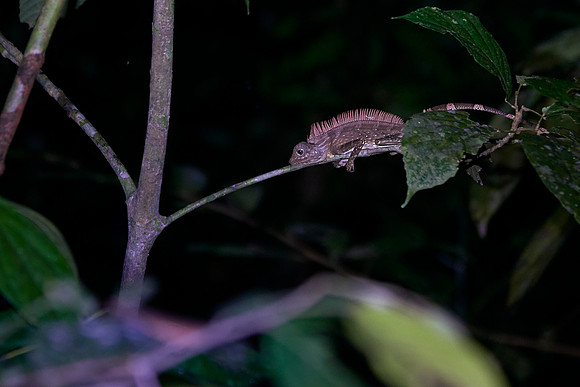 Bornean Anglehead Lizard