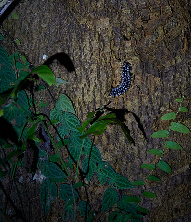 Tractor Millipede