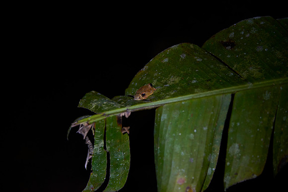 Harlequin Tree Frog
