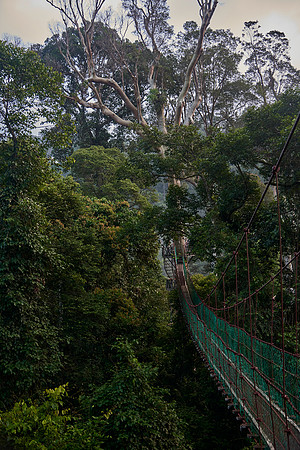 Rainforest Canopy Walkway
