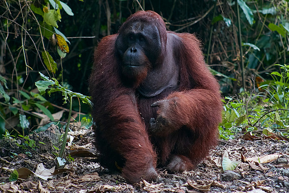 Big and Beautiful