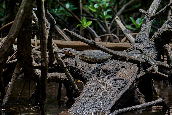 Chilling In The Mangroves