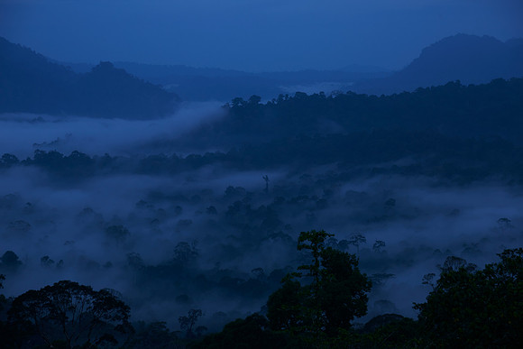 Morning Mist
