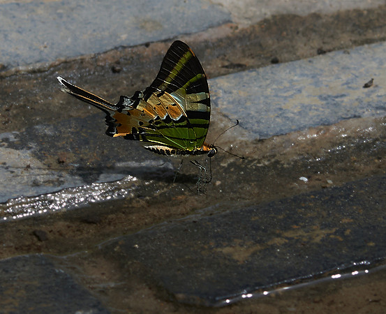Five-Bar Swordtail