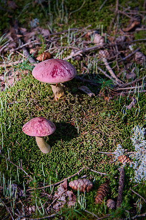 Goat Trail Mushrooms - 4