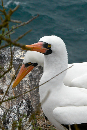 Nazca Booby - Pair