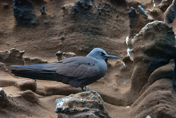 Lava Gull
