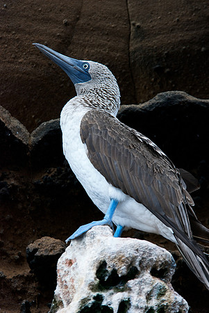 Blue-footed Booby - Vigilant