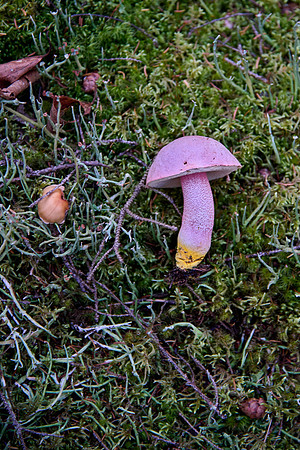 Goat Trail Mushrooms - 5