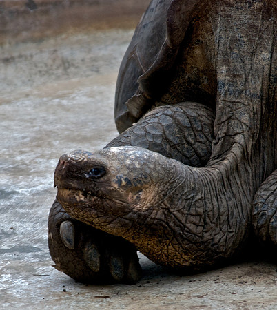 Giant Tortoise - Lonesome George