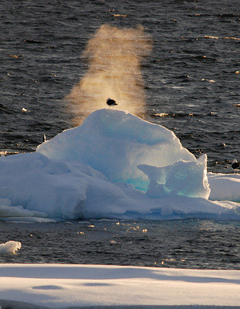 Orca Blow at Sunset