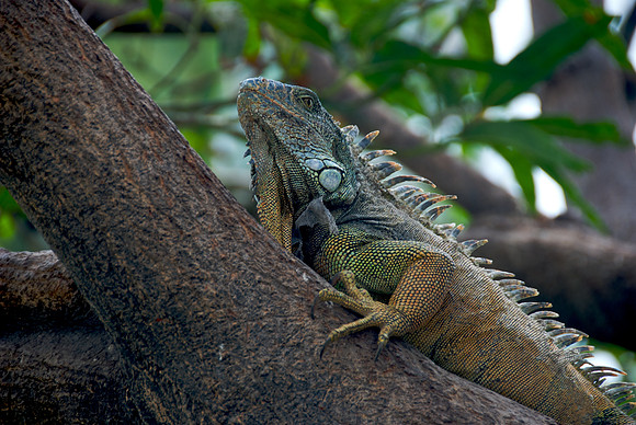 Green Iguana on Tree