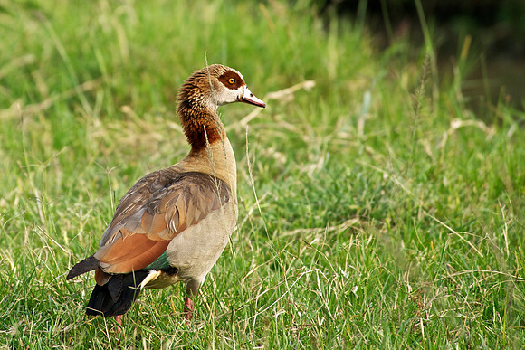 Goose, Egyptian