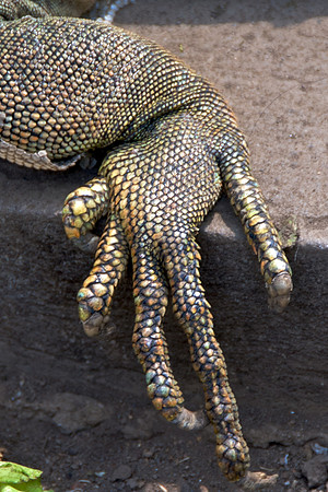 Green Iguana - Back Foot Close-up