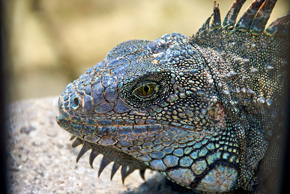 Green Iguana - Detail