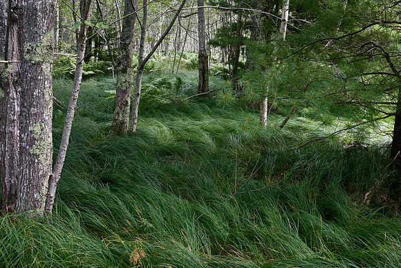 Jesup Path - August