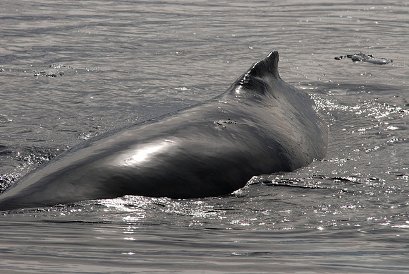 Humpback, Close Up