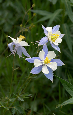 Blue Columbine