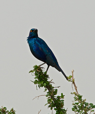 Blue-eared Starling