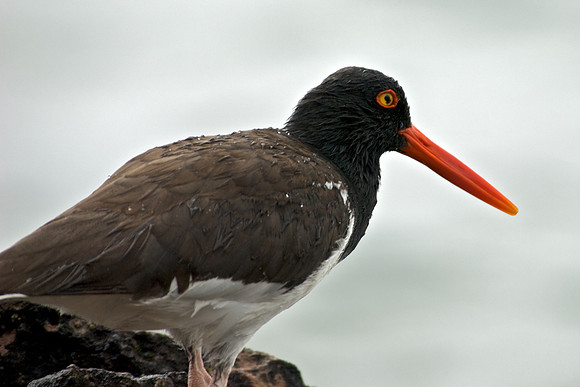 American Oystercatcher