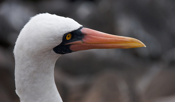Nazca Booby - Profile