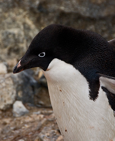 Adelie Penguin